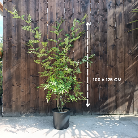 Zanthoxylum simulans / Poivrier du Sichuan
