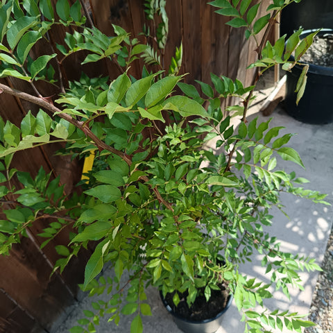 Zanthoxylum simulans / Poivrier du Sichuan