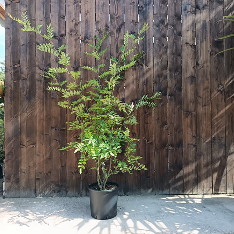 Zanthoxylum simulans / Poivrier du Sichuan
