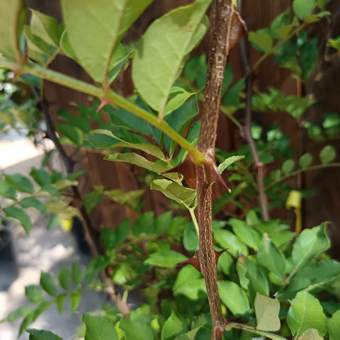 Zanthoxylum simulans / Poivrier du Sichuan