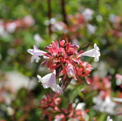 Abélia Grandiflora