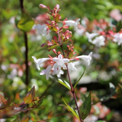 Abélia Grandiflora