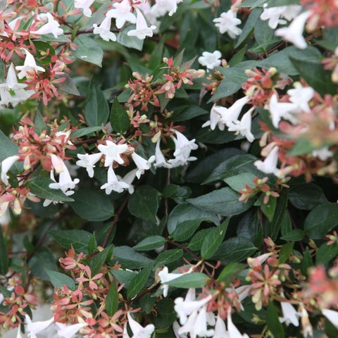 Abélia Grandiflora