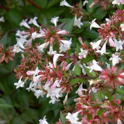 Abélia Grandiflora