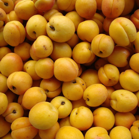 Abricotier 'bulida'