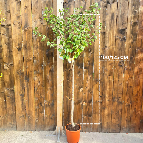 Abricotier 'bergeron'