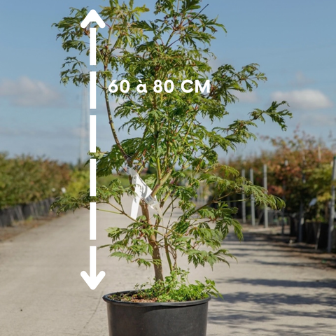 Acer japonicum 'Aconitifolium' - Érable du Japon à feuilles d'aconit