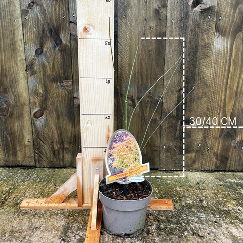 Erable du Japon 'orange dream'