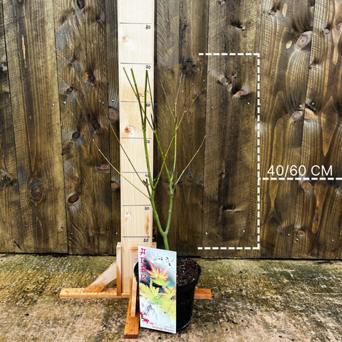Erable du Japon 'orange dream'
