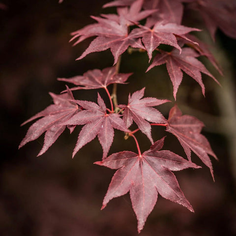 Erable du Japon atropurpureum