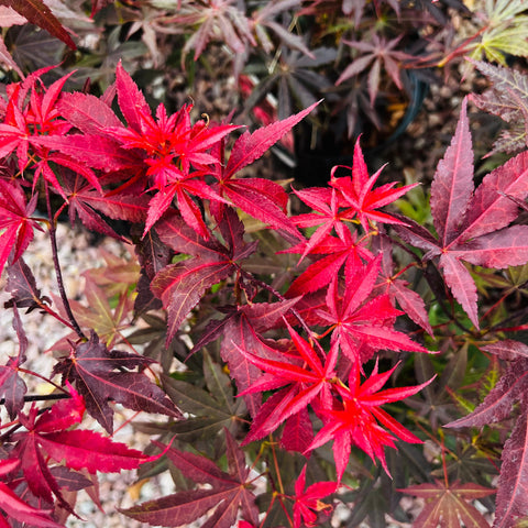 Erable du Japon atropurpureum