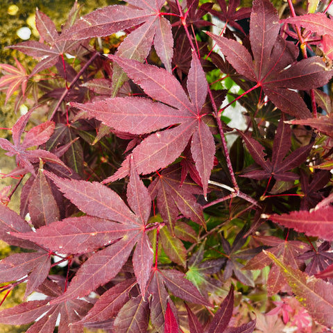 Erable du Japon atropurpureum