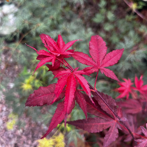 Erable du Japon atropurpureum