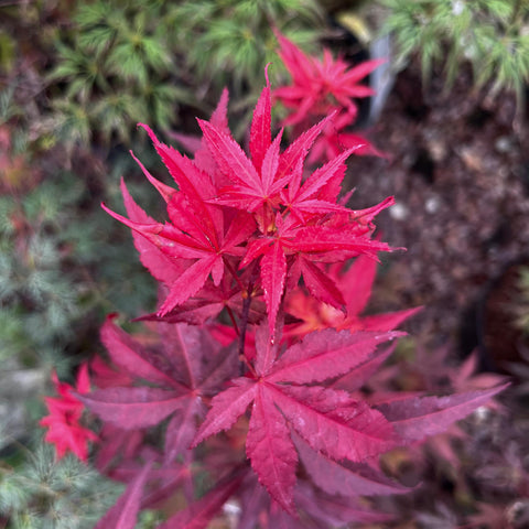 Erable du Japon atropurpureum