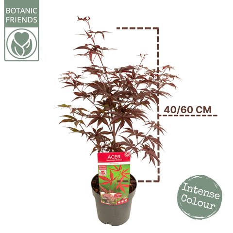 Erable du Japon 'Bloodgood'