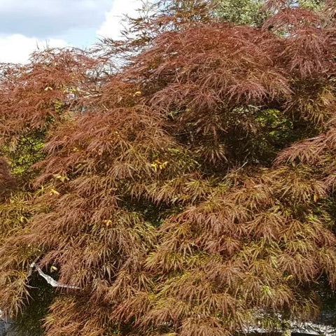 Arbre de naissance – Un Cadeau unique et symbolique