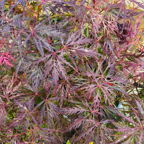 Erable du Japon 'Dissectum Garnet'