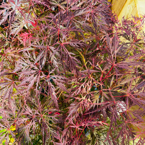 Erable du Japon 'Dissectum Garnet'