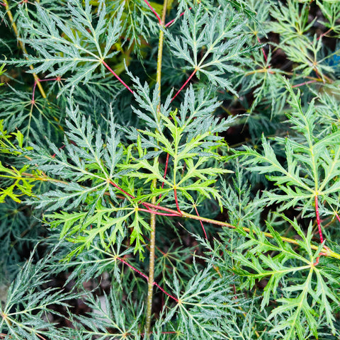 Erable du Japon 'Emerald Lace'