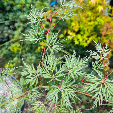 Erable du Japon 'Emerald Lace'
