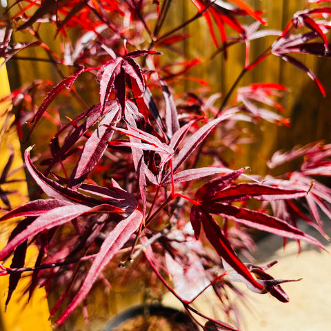 Erable du Japon 'Enkan'