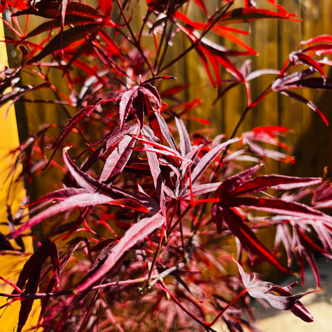 Erable du Japon 'Enkan'