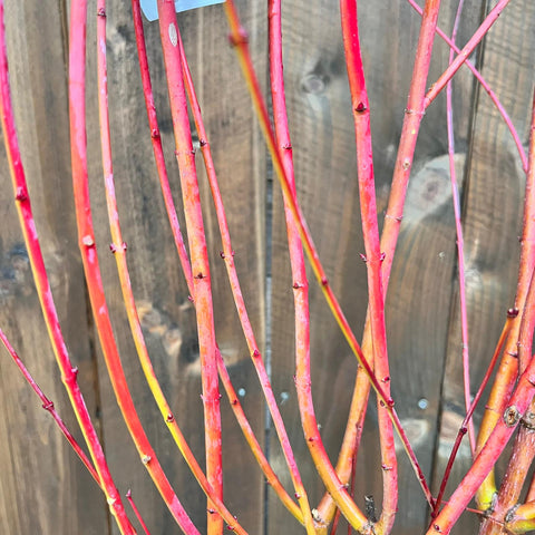 Erable du Japon 'Sango Kaku'