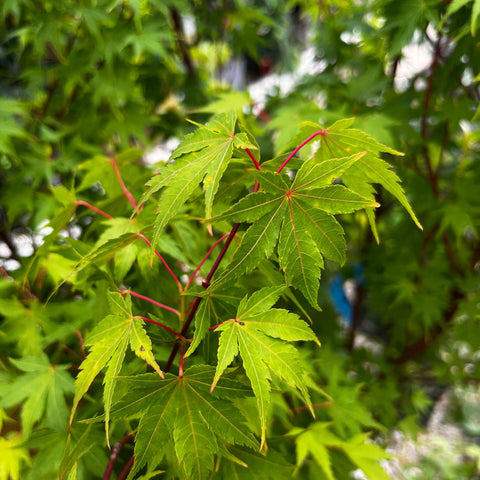 Erable du Japon 'Sango Kaku'