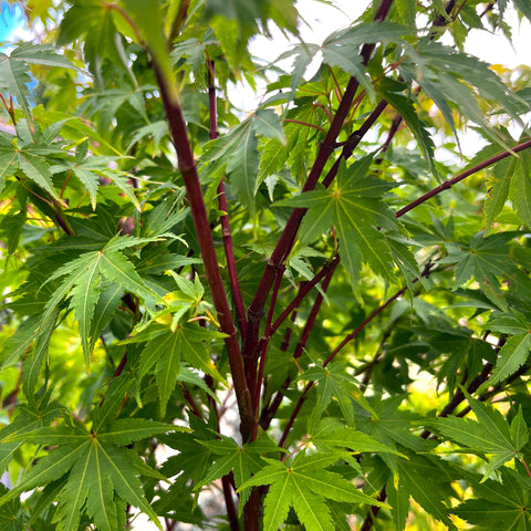 Erable du Japon 'Sango Kaku'