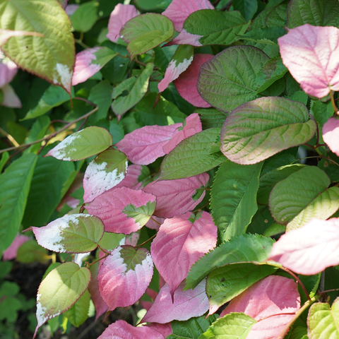 Actinidia kolomikta