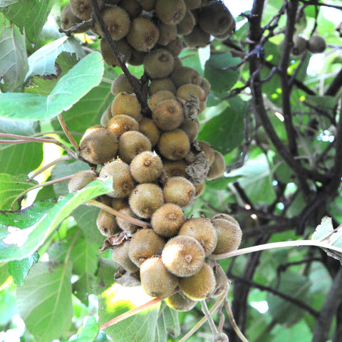 Kiwi autofertile 'Solissimo'