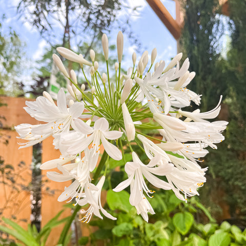 Agapanthe 'snowstorm'