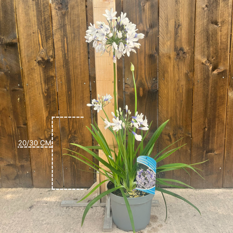 Agapanthe Twister