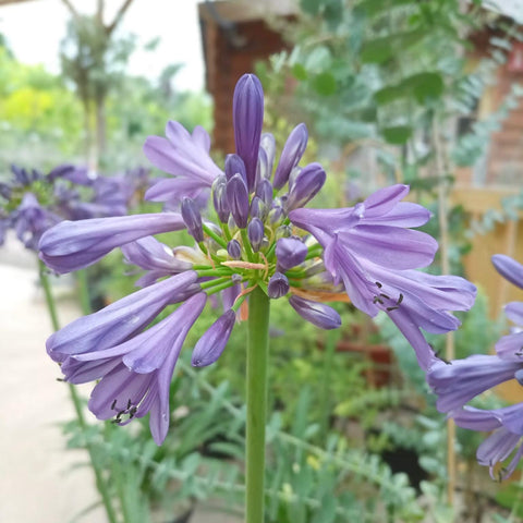 Agapanthe 'purple heart'