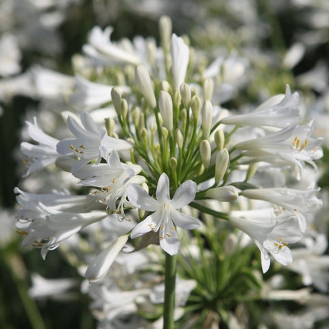 Agapanthe 'Nina monsapho'