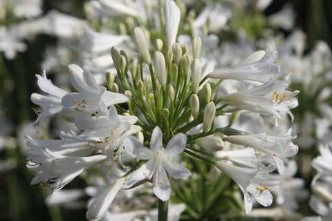 Agapanthe 'Nina monsapho'
