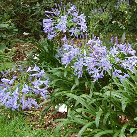 Agapanthe 'Brilliant Blue'
