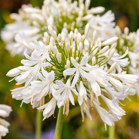 Agapanthe 'Willy's White'