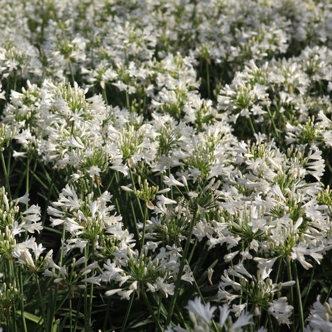 Agapanthe 'Willy's White'