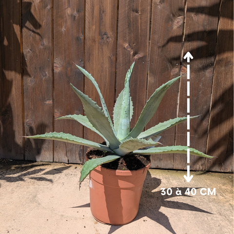 Agave americana