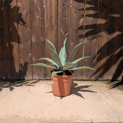 Agave americana