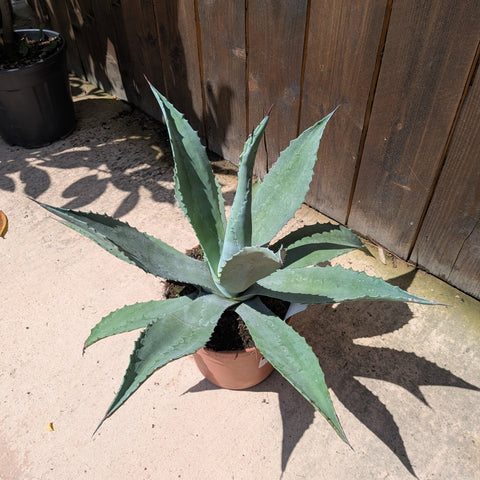 Agave americana