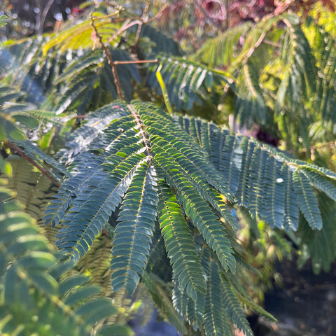 Albizia 'ombrella'