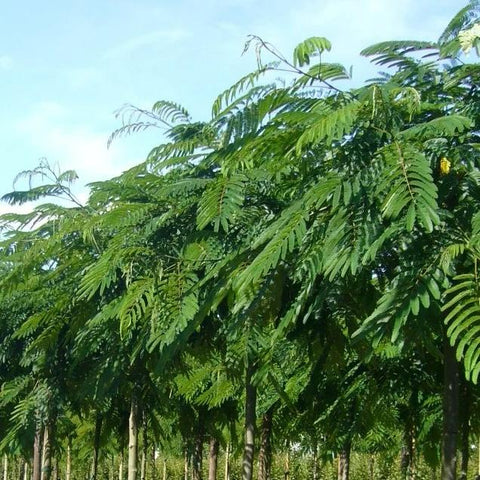 Albizia 'ombrella'
