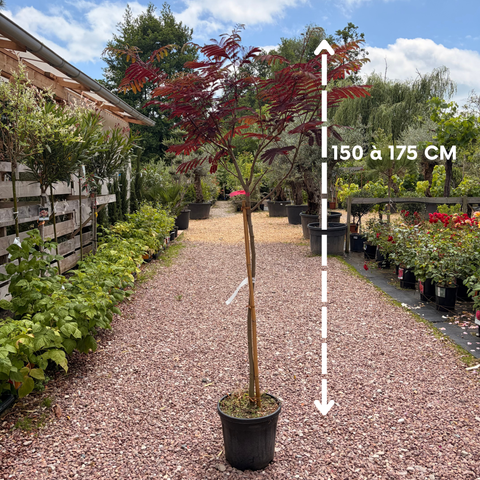 Albizia 'Evey's pride'