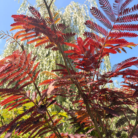 Albizia 'Evey's pride'