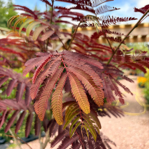 Albizia 'Evey's pride'