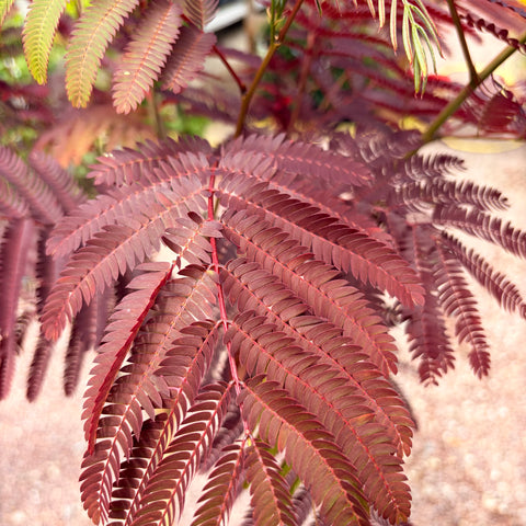 Albizia 'Evey's pride'