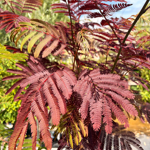 Albizia 'Evey's pride'