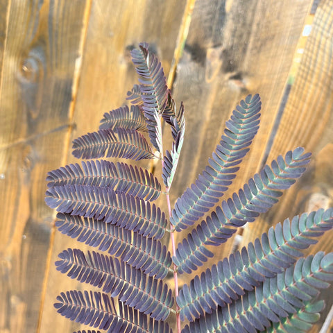 Albizia 'summer chocolate'